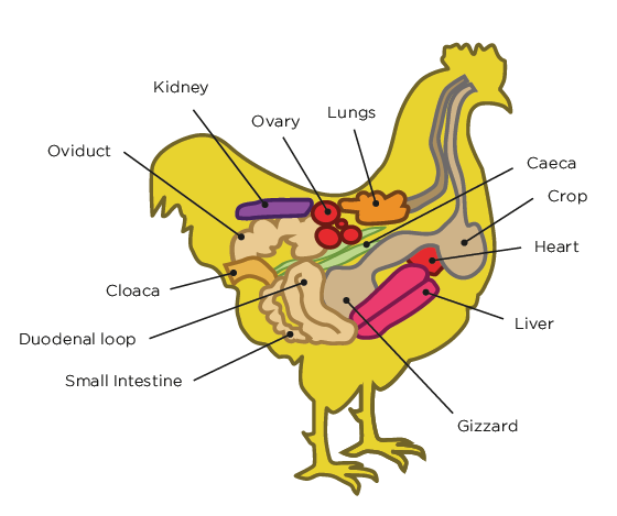 Hen Anatomy - Vital Farms