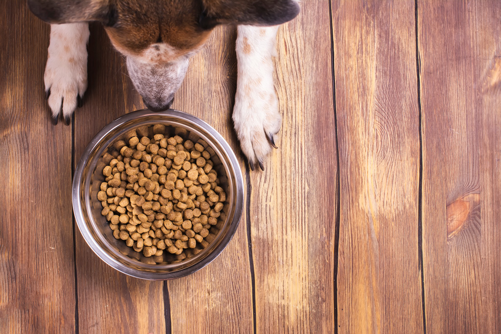 The Best Type of Dog Food to Keep Your Pet Happy And Healthy - Tuckers