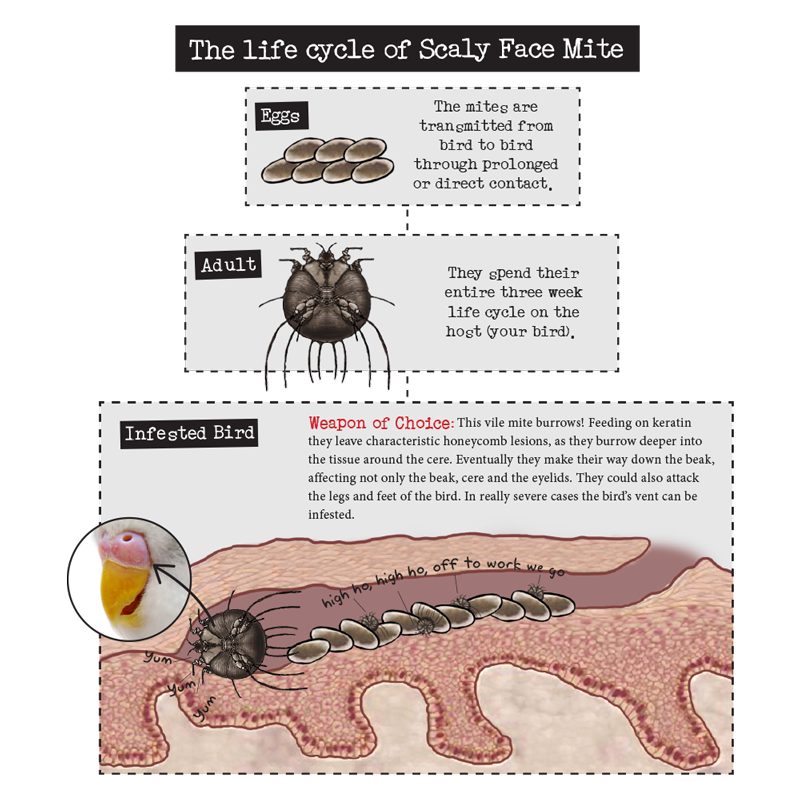 bird mites life cycle