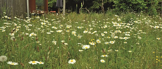 Bloemenweide Vilda Rollin Verlinde