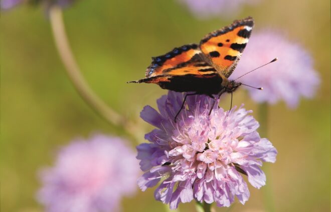 Kleine vos op Knautia (c) Jeroen Mentens