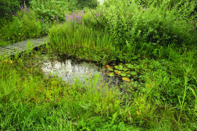 Vilda 76563 Natuurlijke tuinvijver Rollin Verlinde