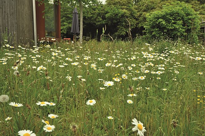 Bloemenweide Vilda Rollin Verlinde