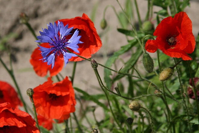 Korenbloem en klaproos (Arnoud Zwaenepoel)