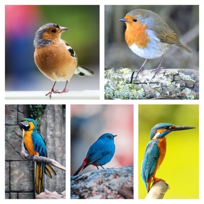 A 5-picture grid made from pictures of birds.