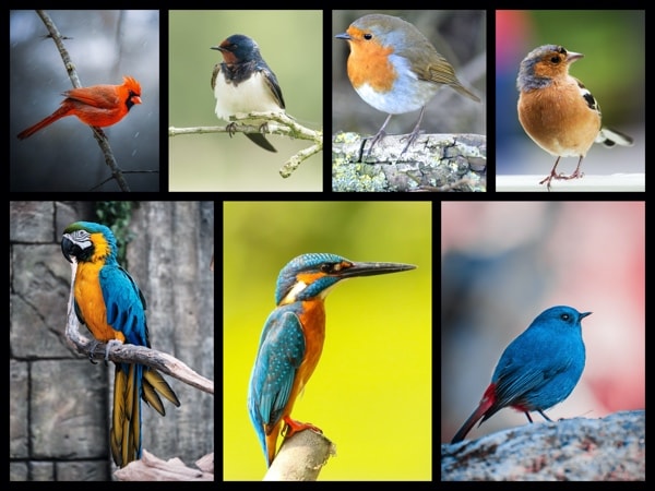 A 7-picture collage made from pictures of birds.