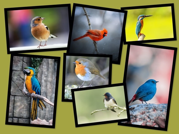 A 7-photo overlapping collage made from pictures of birds.