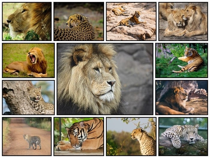 An example collage with a large centre picture of a lion.