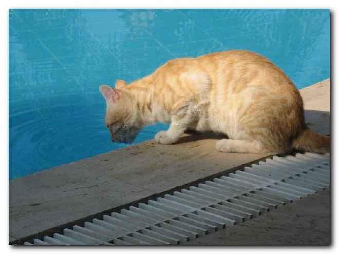 Turkish Cats – Side 1