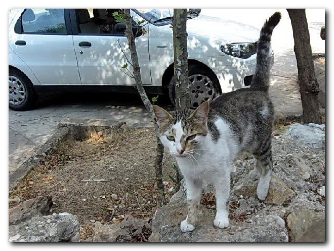 Turkish Cats – Kurþunlu Waterfalls