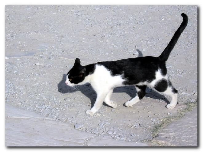 Turkish Cats – Efes 1