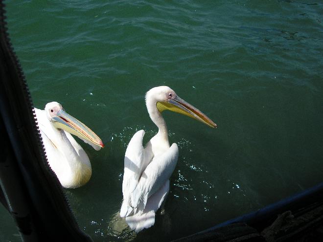 Friendly Pelikans in Fethiye