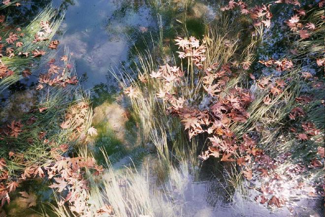 Kurşunlu Waterfalls - Fallen leaves