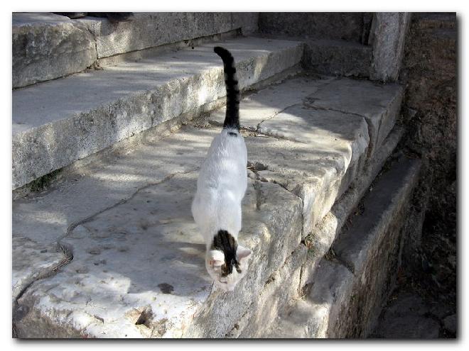 Turkish Cats - Efes 2