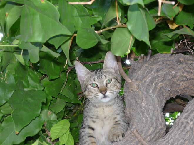 turkish cat