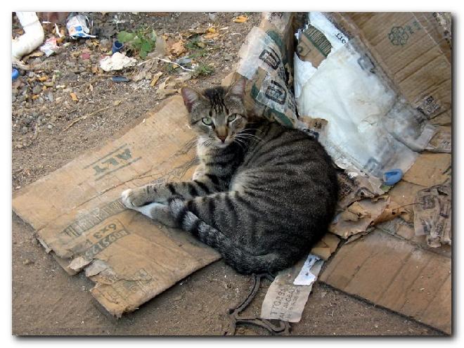 Turkish Cats - Çanakkale 1