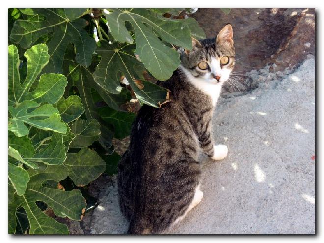 Turkish Cats - Çanakkale 2