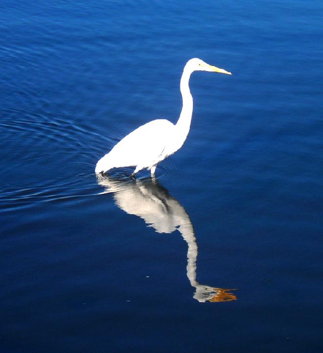 egret