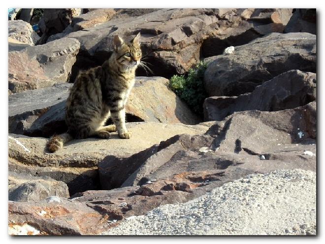 Turkish Cats - Çanakkale 3