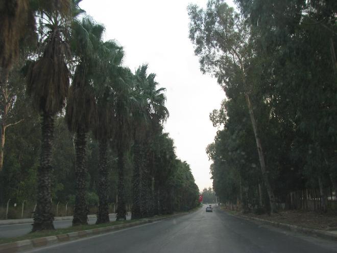 Palm trees in Adana