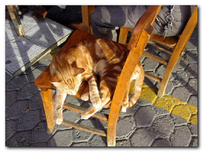 Turkish Cats - Çanakkale 4