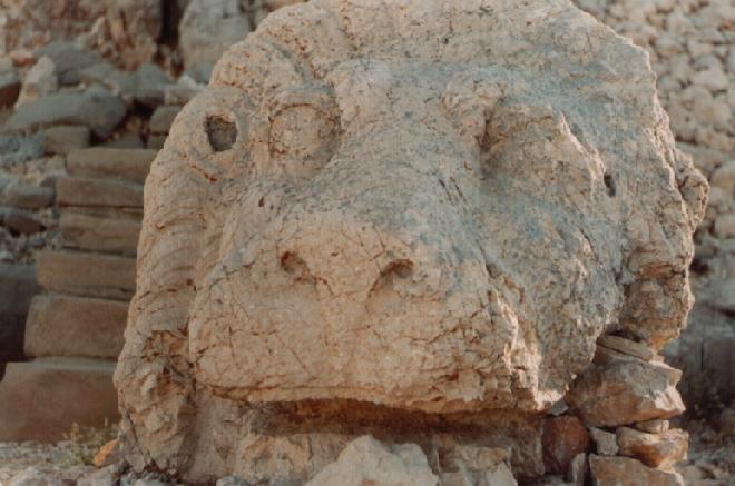 head of a lion