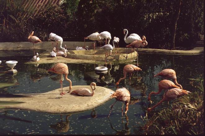 Flamingo Park, Istanbul