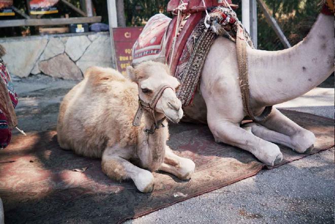 Baby Camel