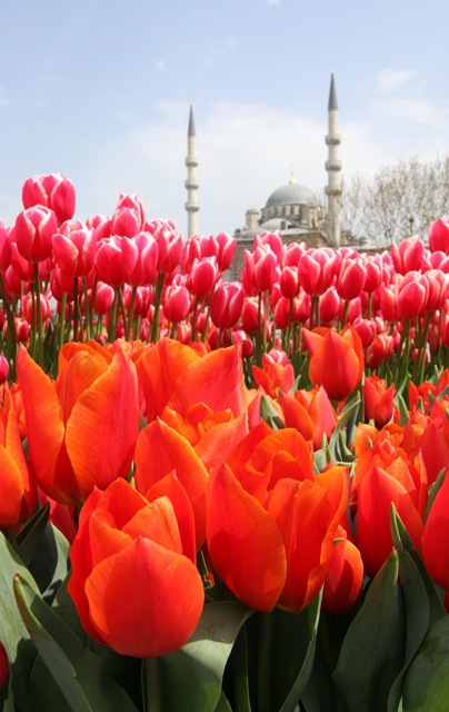 Tulips and mosque