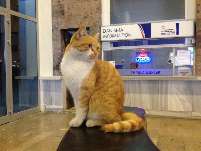 Watchcat of Sirkeci Sentral Station