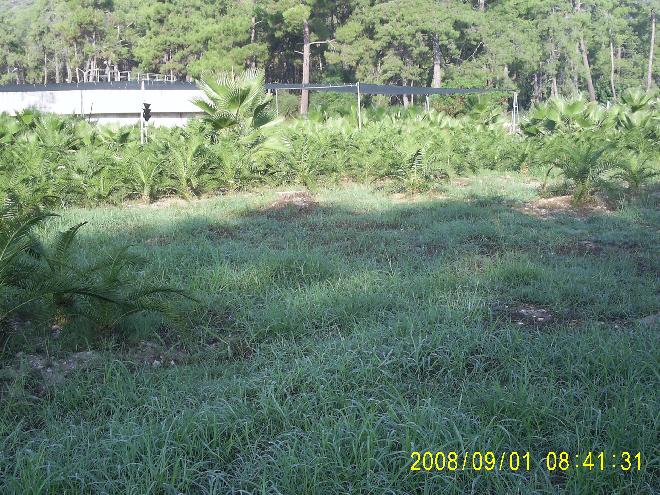 palm plantation