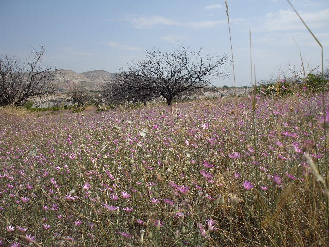 Wild flowers in Cappadocia