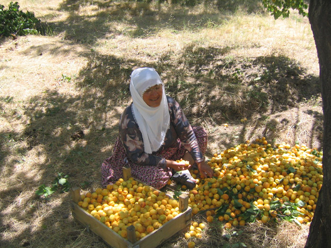 old woman selecting apricots