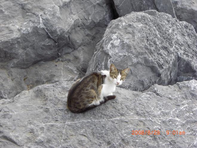 Turkish Cat