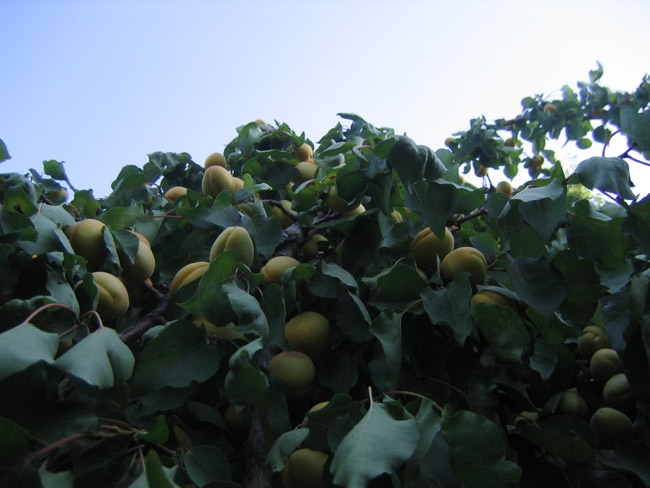 apricot tree