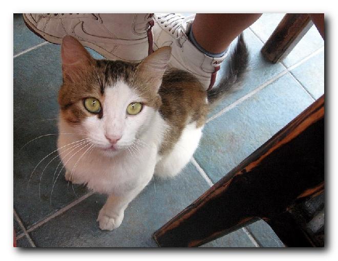 Turkish Cats – Fethiye