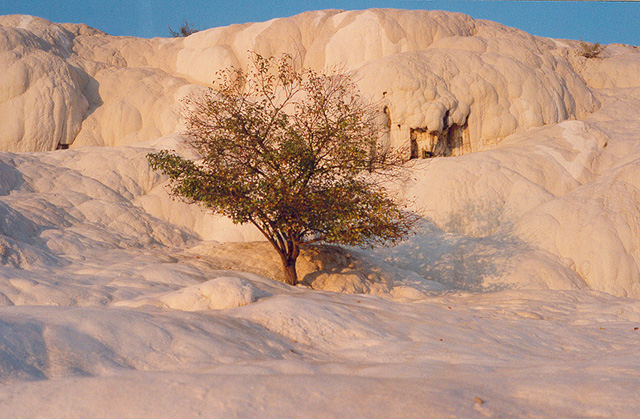 Pamukkale tree