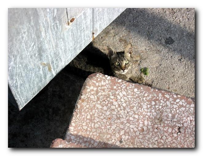 Turkish Cats - Çanakkale 5