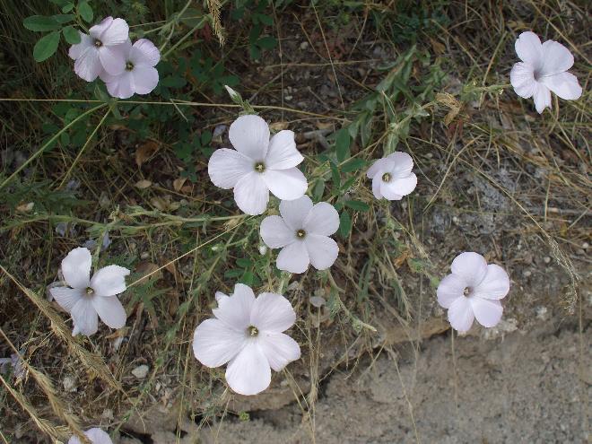 Wild flowers in Cappadocia