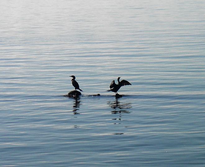 Cormorants