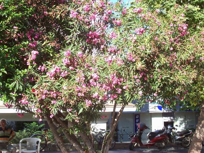 Tree with flowers