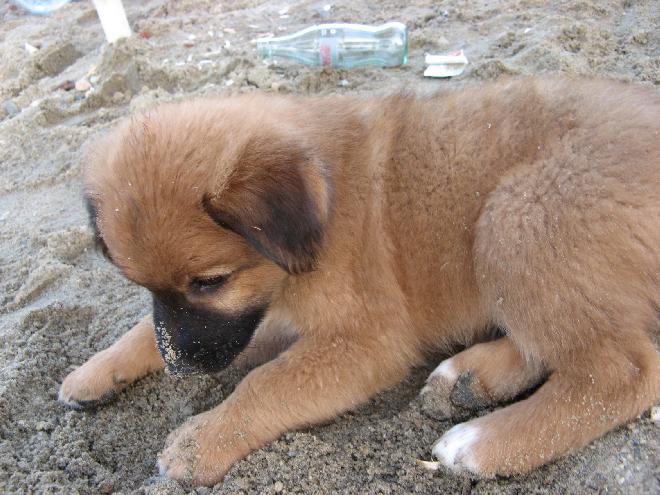 A beach-puppy