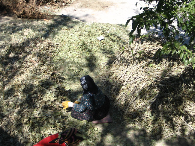 old woman selecting some dried herbs in Yesilyurt