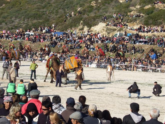 Camel Wrestling