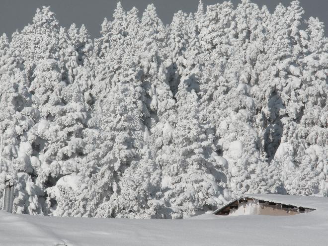 Winter Forest