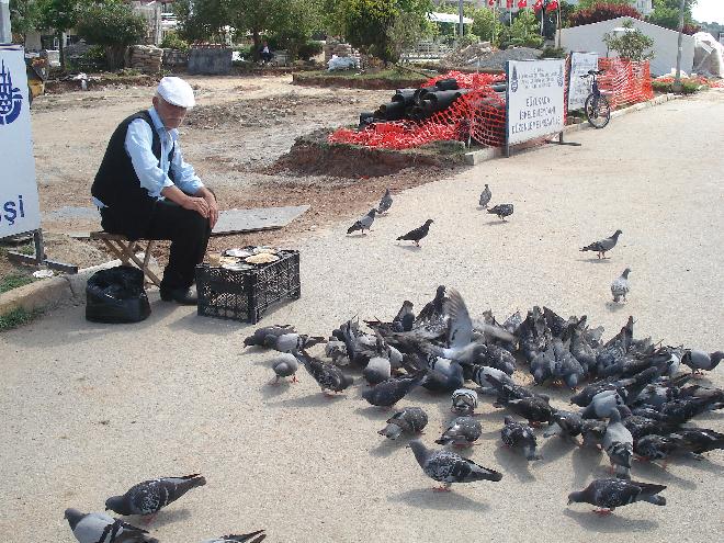 Feed the birds in Buyuk Ada
