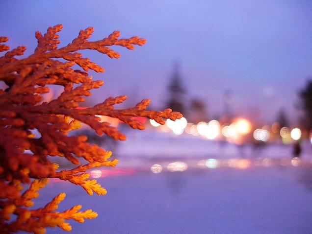 Pine branch -Gaziantep TURKEY