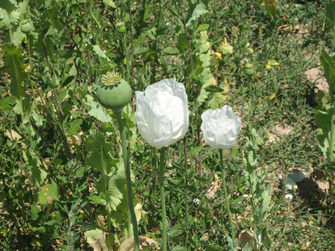 Poppies