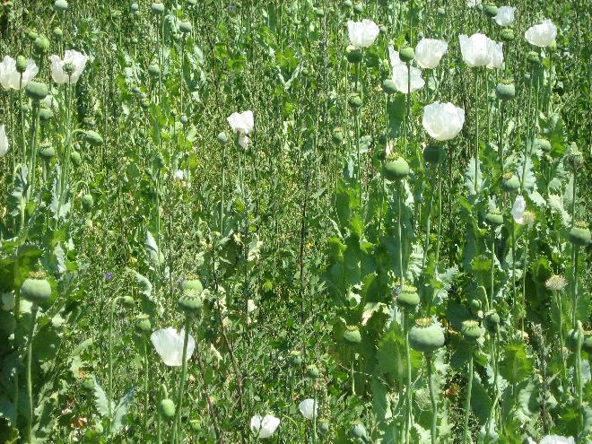 Poppies