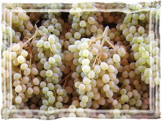 Grapes at Alanya Cuma Pazarý